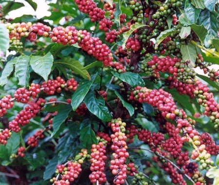 Kỹ thuật sử dụng phân bón DAP Lào Cai cho cây công nghiệp Chè - Cà phê